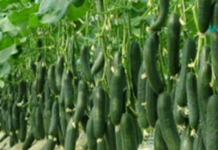 “მე დავიწყე კიტრის ჭამა დღეში 3-ჯერ, ისე როგორც ექიმმა მითხრა! 5 დღის შემდეგ… აი რა მოხდა