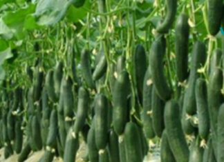 “მე დავიწყე კიტრის ჭამა დღეში 3-ჯერ, ისე როგორც ექიმმა მითხრა! 5 დღის შემდეგ… აი რა მოხდა