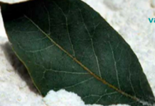 მკურნალობს დიაბეტს, არტერიულ წნევას, ცხიმებს და უძილობას: მას ღვთის კურთხევასაც უწოდებენ!