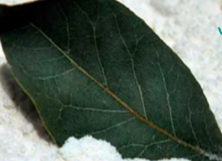 მკურნალობს დიაბეტს, არტერიულ წნევას, ცხიმებს და უძილობას: მას ღვთის კურთხევასაც უწოდებენ!