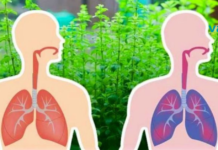 ყველაზე ძლიერი ბალახი, რომელიც ასუფთავებს ფილტვებს და აადვილებს სუნთქვას..!!