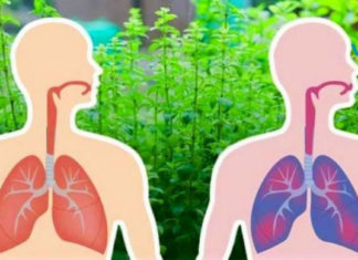 ყველაზე ძლიერი ბალახი, რომელიც ასუფთავებს ფილტვებს და აადვილებს სუნთქვას..!!