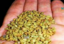 თუ გაწუხებთ გულისა და ქოლესტერინის დაავადება: სცადეთ ეს თესლები, ამ შემთხვევაში მათი გამოყენება საკმაოდ კარგი გამოსავალია!