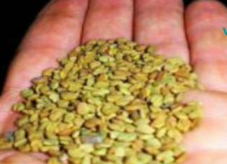 თუ გაწუხებთ გულისა და ქოლესტერინის დაავადება: სცადეთ ეს თესლები, ამ შემთხვევაში მათი გამოყენება საკმაოდ კარგი გამოსავალია!