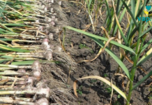 მცენარე, რომელიც კლავს 13 სახის ინფექციას. მაშ, რატომ არ გვინიშნავენ მას ექიმები?