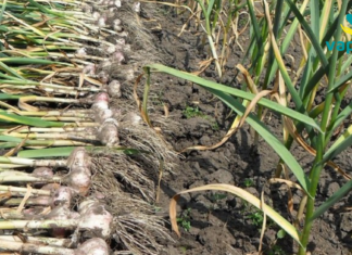 მცენარე, რომელიც კლავს 13 სახის ინფექციას. მაშ, რატომ არ გვინიშნავენ მას ექიმები?