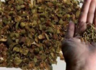 მას უწოდებენ ერთ ერთ ყველაზე “ძლიერ” საკვებს, რადგან ის შეიცავს 42-ჯერ მეტ ანტიოქსიდანტს, ვიდრე სხვა რომელიმე საშუალება!