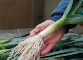 სამუდამოდ დაემშვიდობეთ დიაბეტს მედიკამენტებისა და განსაკუთრებული ძალისხმევის გარეშე – რეცეპტი!