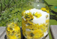 უნივერსალური მედიცინა – მარტივი დენდელიონი!