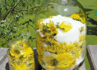 უნივერსალური მედიცინა – მარტივი დენდელიონი!