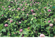 სამყურა ახალგაზრდობის ელექსირია: აუმჯობესებს მხედველობას და მეხსიერებას, კურნავს მძიმე დაავადებებს