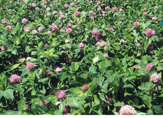 სამყურა ახალგაზრდობის ელექსირია: აუმჯობესებს მხედველობას და მეხსიერებას, კურნავს მძიმე დაავადებებს