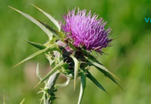 როგორ გავაძლიეროთ და აღვადგინოთ ღვიძლის უჯრედები?