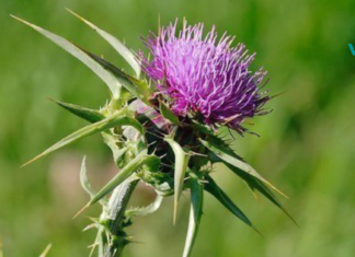 როგორ გავაძლიეროთ და აღვადგინოთ ღვიძლის უჯრედები?