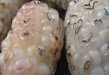 ყურადღება! ეს სუპერ საკვები განკურნავს დიაბეტს და აღმოფხვრის სიმსივნეებს