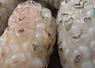 ყურადღება! ეს სუპერ საკვები განკურნავს დიაბეტს და აღმოფხვრის სიმსივნეებს