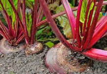 60 წლის ვარ და ამ მცენარემ აღადგინა ჩემი მხედველობა, ამოიღო ცხიმი ღვიძლიდან და მთლიანად გამიწმინდა ნაწლავები!