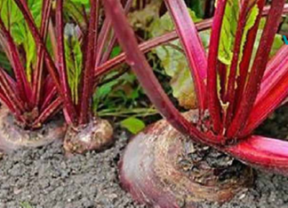 60 წლის ვარ და ამ მცენარემ აღადგინა ჩემი მხედველობა, ამოიღო ცხიმი ღვიძლიდან და მთლიანად გამიწმინდა ნაწლავები!