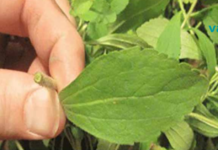 თუ გსურთ მოწევისთვის თავის დანებება: მაშინ გაეცანით ამ მცენარეს, რომელიც მყისიერად აშორებს დამოკიდებულებას!