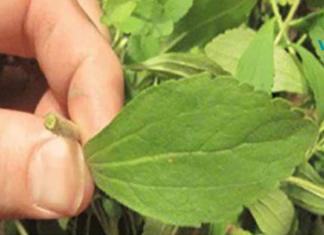 თუ გსურთ მოწევისთვის თავის დანებება: მაშინ გაეცანით ამ მცენარეს, რომელიც მყისიერად აშორებს დამოკიდებულებას!