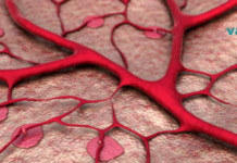 როგორ გავაუმჯობესოთ სისხლძარღვთა ტონუსი? მეტი ინფორმაცია VVD-ვეგეტატიურ-სისხლძარღვთა დისტონიაზე..