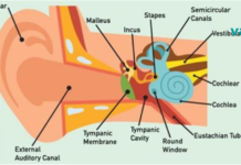 იმ მომენტშივე დაიწყეთ ამ პროდუქტების გამოყენება, როცა გრძნობთ რომ სმენა გიუარესდებათ!