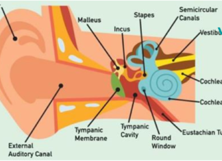 იმ მომენტშივე დაიწყეთ ამ პროდუქტების გამოყენება, როცა გრძნობთ რომ სმენა გიუარესდებათ!