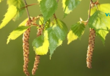 არყის წამლები აფთიაქზე უკეთესია!