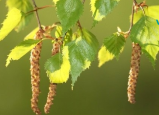 არყის წამლები აფთიაქზე უკეთესია!