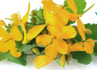 ქრისტესისხლა დაგეხმარებათ ონკოლოგიური და მრავალი სხვა დაავადების მკურნალობაში!