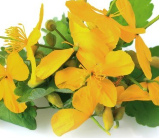 ქრისტესისხლა დაგეხმარებათ ონკოლოგიური და მრავალი სხვა დაავადების მკურნალობაში!