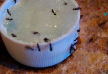 რეცეპტი შეიცავს მხოლოდ სამ ინგრედიენტს და დაგეხმარებათ ჭიანჭველების სამუდამოდ მოშორებაში!