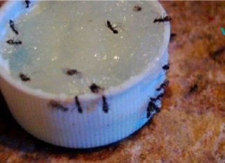 რეცეპტი შეიცავს მხოლოდ სამ ინგრედიენტს და დაგეხმარებათ ჭიანჭველების სამუდამოდ მოშორებაში!