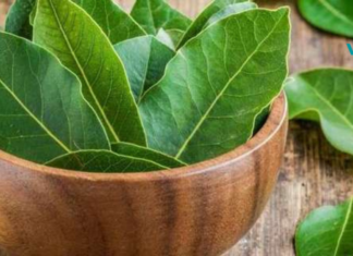 რისი მკურნალობა შეუძლია დაფნის ფოთოლს?!..