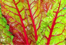 ეს ბოსტნეული გეხმარებათ ღვიძლისგან ცხიმების ამოღებაში, მხედველობის აღდგენაში და ნაწლავების სრულად გაწმენდაშიც