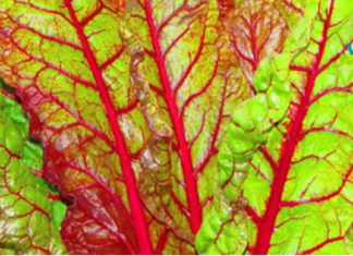 ეს ბოსტნეული გეხმარებათ ღვიძლისგან ცხიმების ამოღებაში, მხედველობის აღდგენაში და ნაწლავების სრულად გაწმენდაშიც