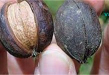 თუ გსურთ იცხოვროთ ქოლესტერინის გარეშე და არ გქონდეთ გულ-სისხლძარღვთა პრობლემები, უბრალოდ მიირთვით ერთი ნაჭერი ეს ..