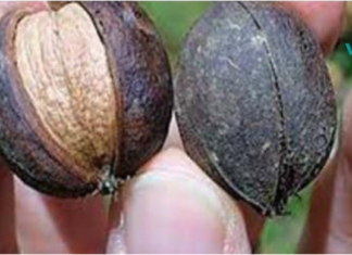 თუ გსურთ იცხოვროთ ქოლესტერინის გარეშე და არ გქონდეთ გულ-სისხლძარღვთა პრობლემები, უბრალოდ მიირთვით ერთი ნაჭერი ეს ..