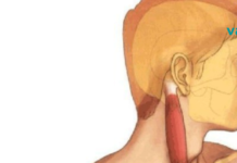 როგორ მოვიშოროთ სტრესი, გავასწოროთ კუნთები და გავაუმჯობესოთ სახის გარეგნობა?