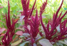 ამარანტი, პროდუქტი რომელიც დღეგრძელობის და უკვდავების სიმბოლოა!!