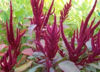 ამარანტი, პროდუქტი რომელიც დღეგრძელობის და უკვდავების სიმბოლოა!!