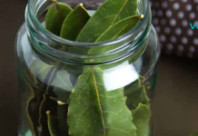 რატომ მიდევს აფთიაქში დაფნის ფოთოლი? ეს ნამდვილად არ გეცოდინებათ!