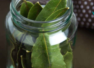 რატომ მიდევს აფთიაქში დაფნის ფოთოლი? ეს ნამდვილად არ გეცოდინებათ!