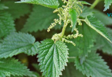 ერთი ჭინჭარი ცვლის შვიდ მკურნალს – ასე ამბობდნენ ანტიკურ ხანაში