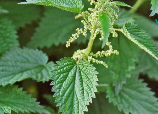 ერთი ჭინჭარი ცვლის შვიდ მკურნალს – ასე ამბობდნენ ანტიკურ ხანაში