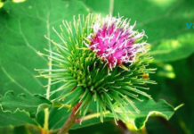 78 წლის ვარ და ბოლოს ექიმთან 49 წლის წინ ვიყავი! ჩემი საყვარელი ექიმი ბურდოკია