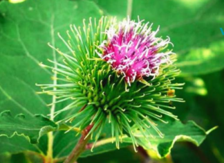 78 წლის ვარ და ბოლოს ექიმთან 49 წლის წინ ვიყავი! ჩემი საყვარელი ექიმი ბურდოკია