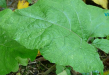 ბურდოკის სამკურნალო და სასარგებლო თვისებები, რომელიც ადამიანთა მცირე რაოდენობისთვისაა ცნობილი!