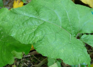 ბურდოკის სამკურნალო და სასარგებლო თვისებები, რომელიც ადამიანთა მცირე რაოდენობისთვისაა ცნობილი!