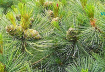 10 გავრცელებული დაავადება, რომელსაც მკურნალობენ წიწვებით